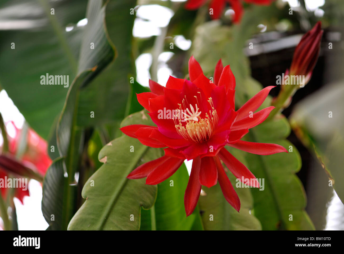 Epiphyllum 'Bruin' in Wisley Hot House Stock Photo