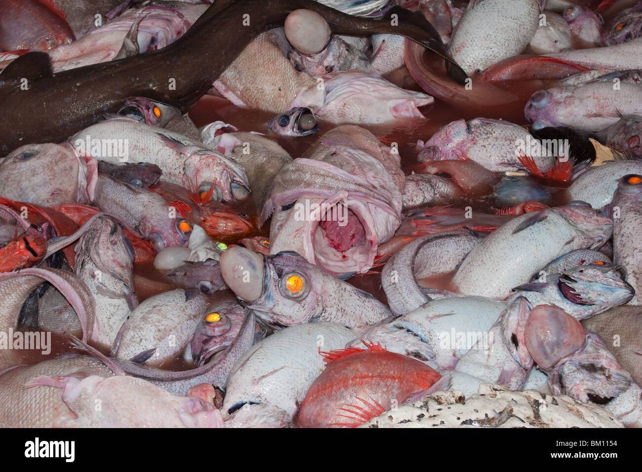 Catch from a deep-sea trawl, including Orange Roughy. Stock Photo