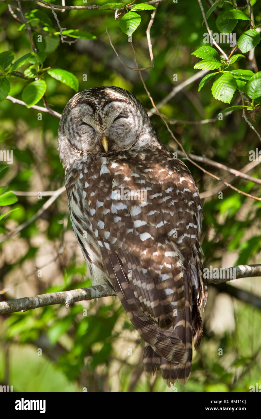 Strix Vari Barred Owl, Strix varia Stock Photo - Alamy