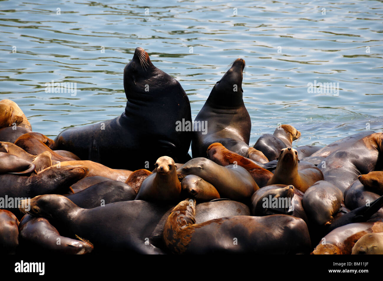 Sea lions. California, USA. Stock Photo