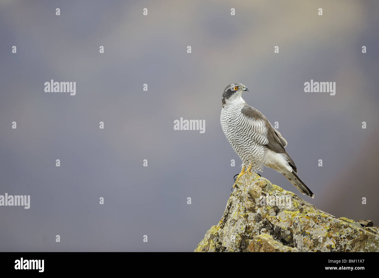 Northern Goshawk standing on a rock in winter Stock Photo