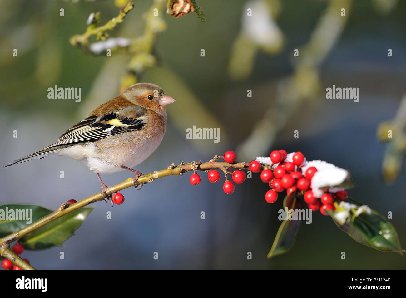 Male chaffinch perched on a branch of holly in winter Stock Photo
