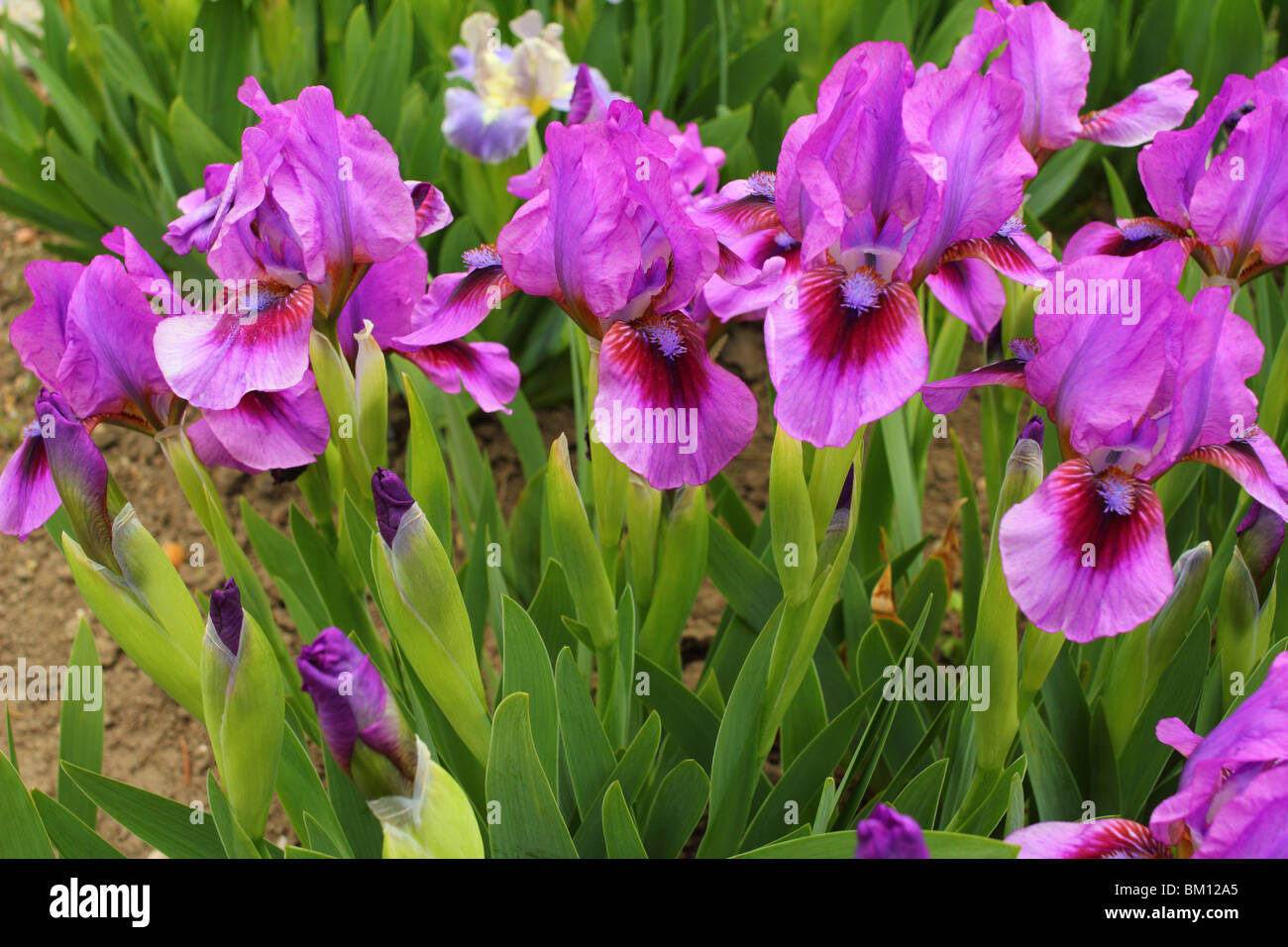 Purple Iris "Yo yo" flowers close up Stock Photo Alamy