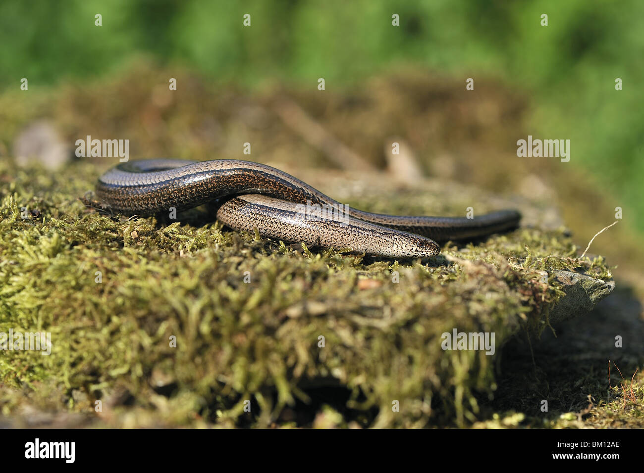 Coiled up female slow worm Stock Photo Alamy