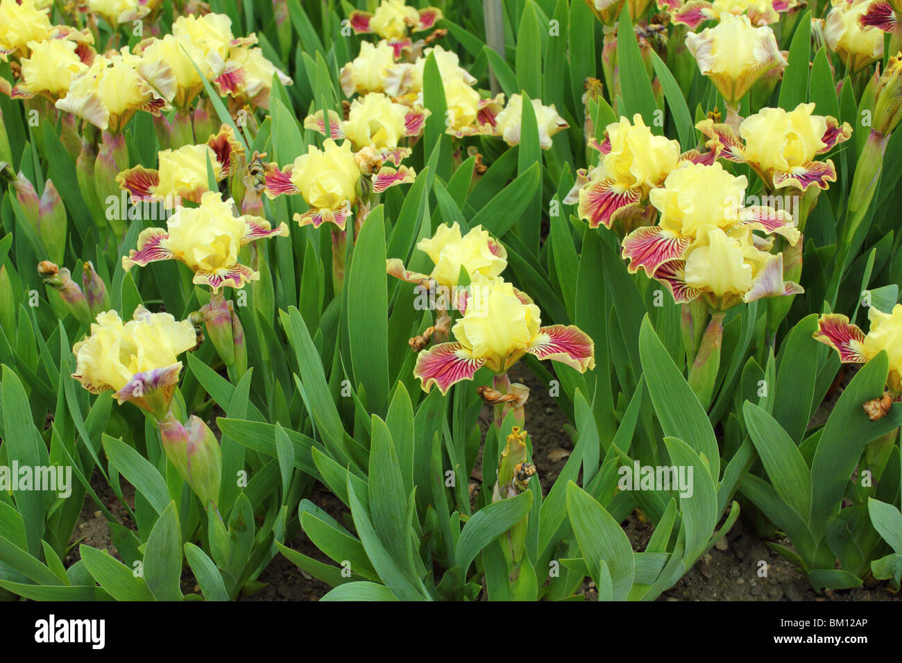 Yellow brown Iris 'Combo' flowers close up Stock Photo
