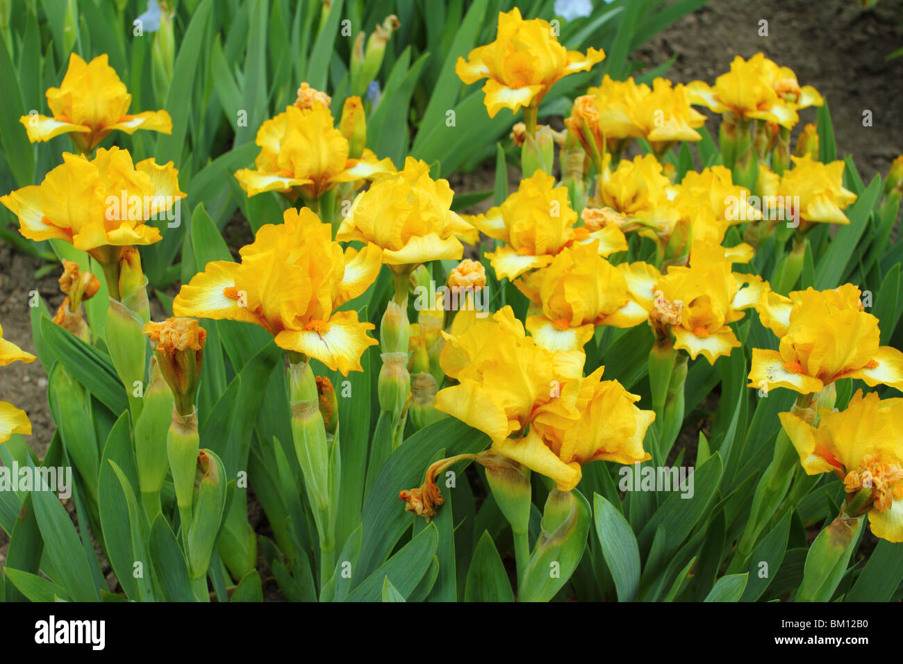 Yellow Iris 'Gaily forward' flowers close up Stock Photo