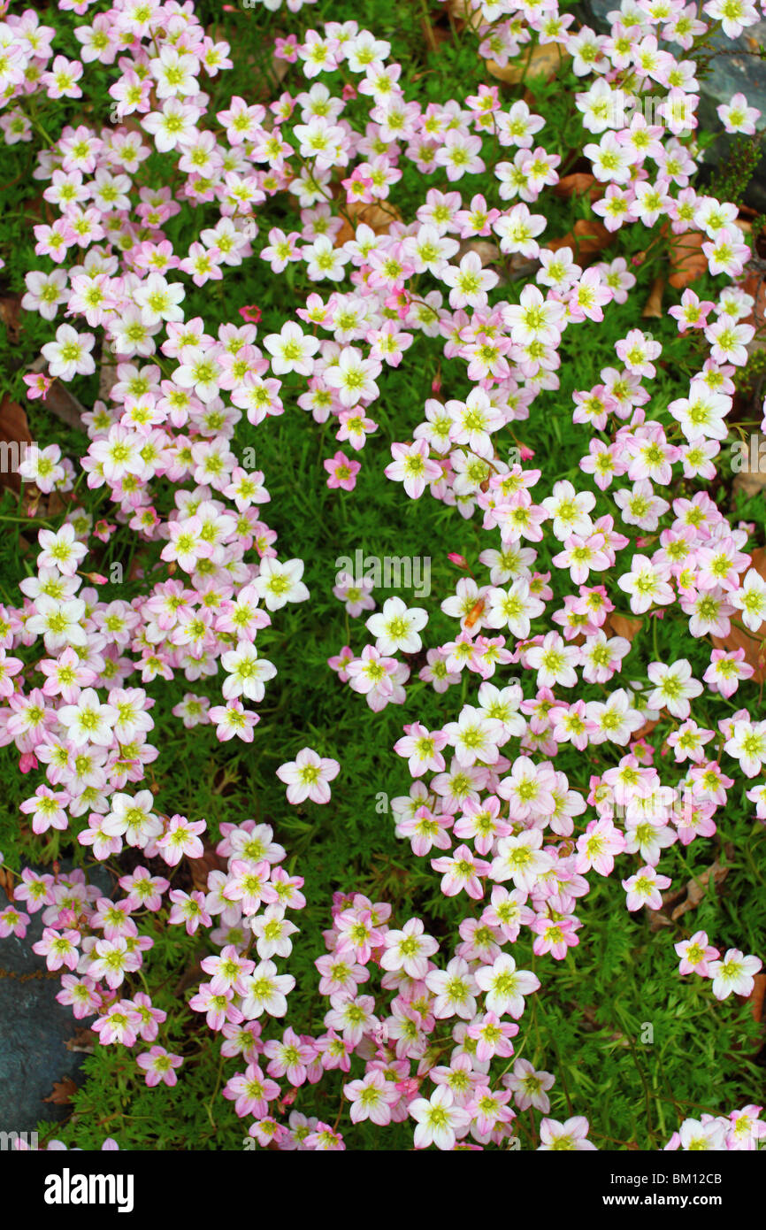 Mossy saxifrage pinkish spring flowers Saxifraga arendsii Stock Photo