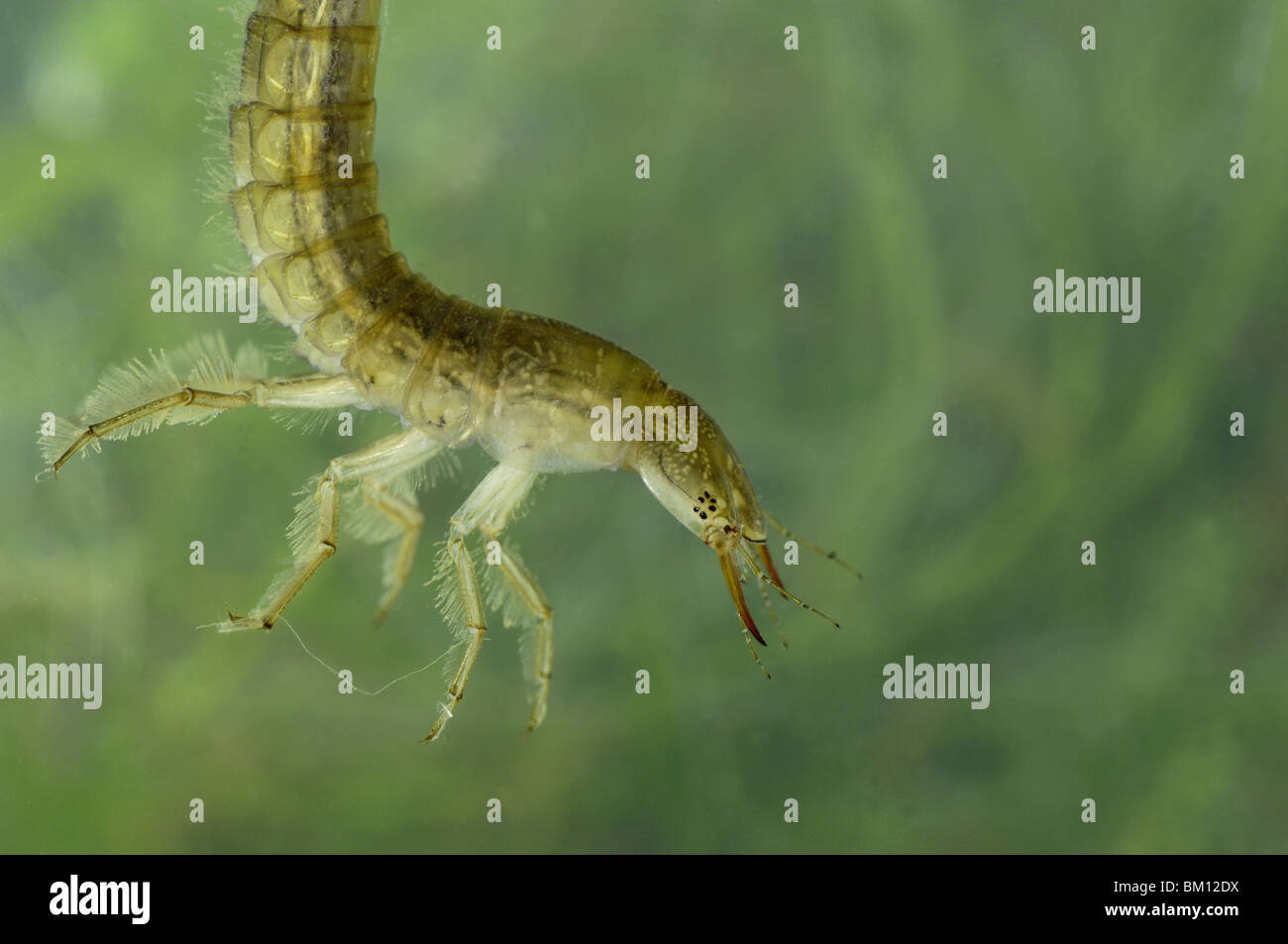 Larva of great diving beetle swimming in a puddle Stock Photo Alamy