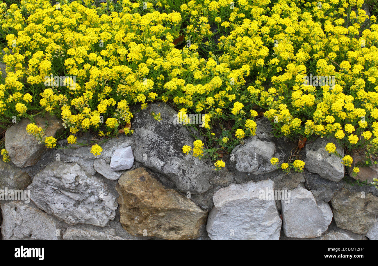 Gold dust yellow spring flowers Aurinia saxatilis Stock Photo