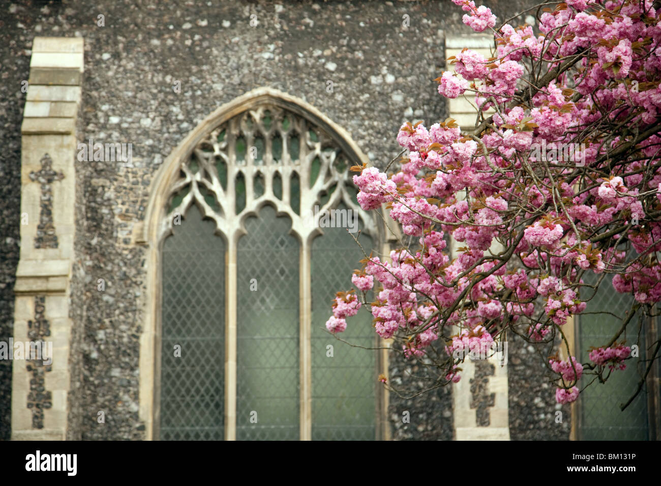 Spring cherry blossom against the arched windows of a church, Norwich, Norfolk, UK Stock Photo