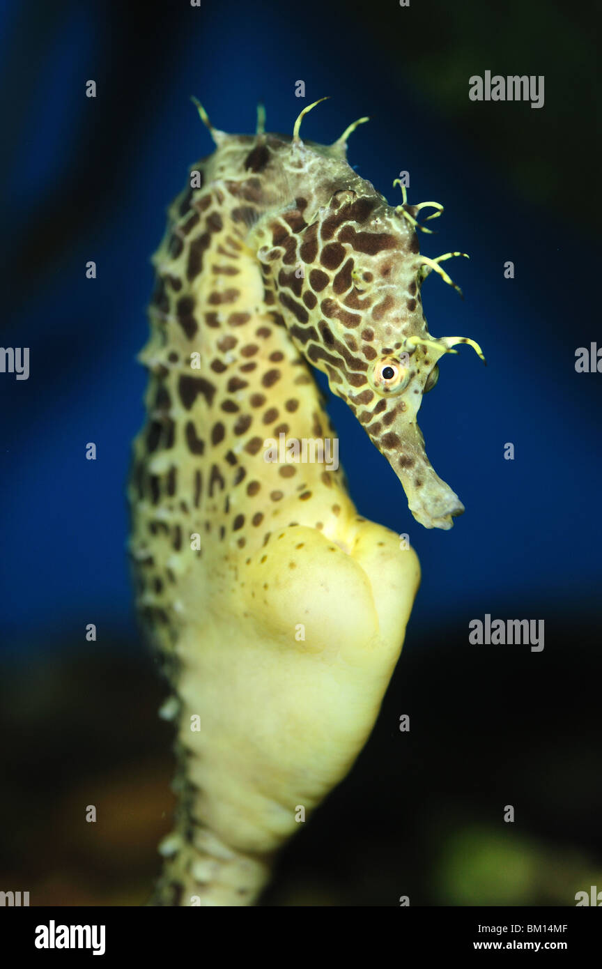 Pot-bellied seahorse, Hippocampus abdominalis, captive Stock Photo