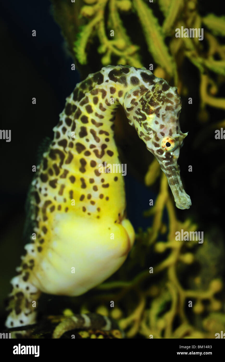 Pot-bellied seahorse, Hippocampus abdominalis, captive Stock Photo