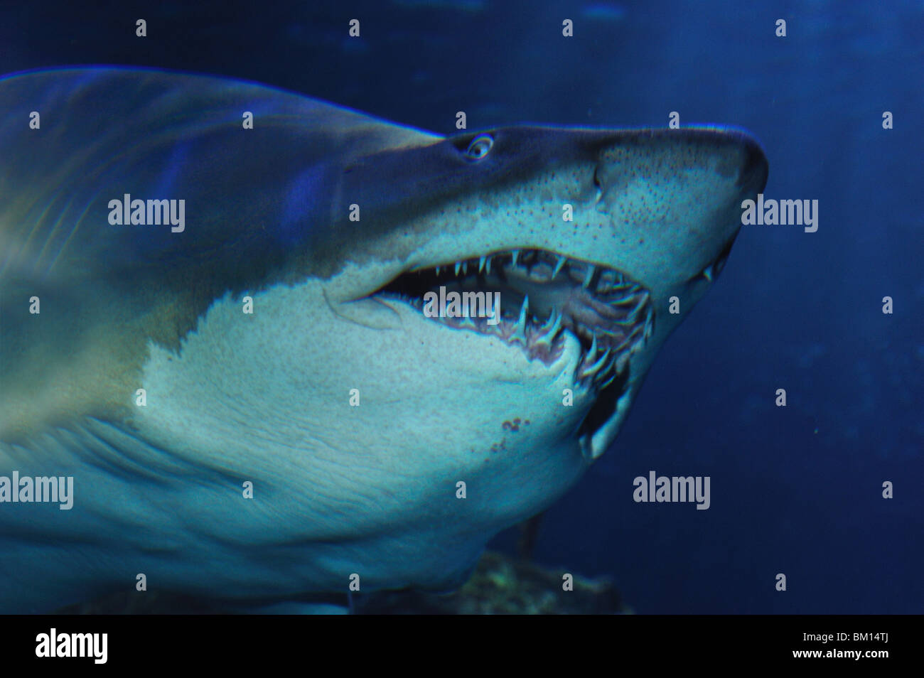 Sand tiger shark, Carcharias taurus, captive Stock Photo