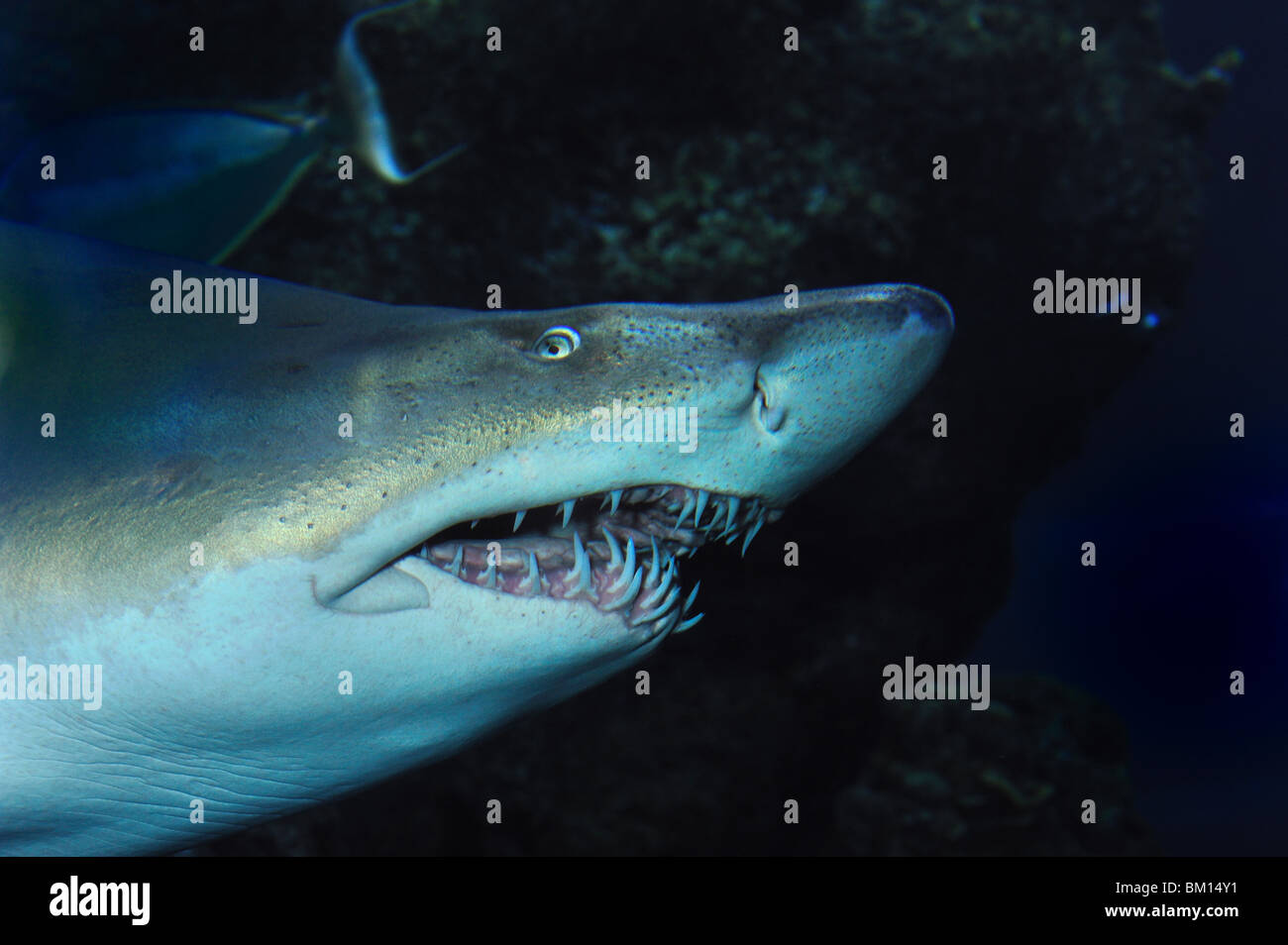 Sand tiger shark, Carcharias taurus, captive Stock Photo