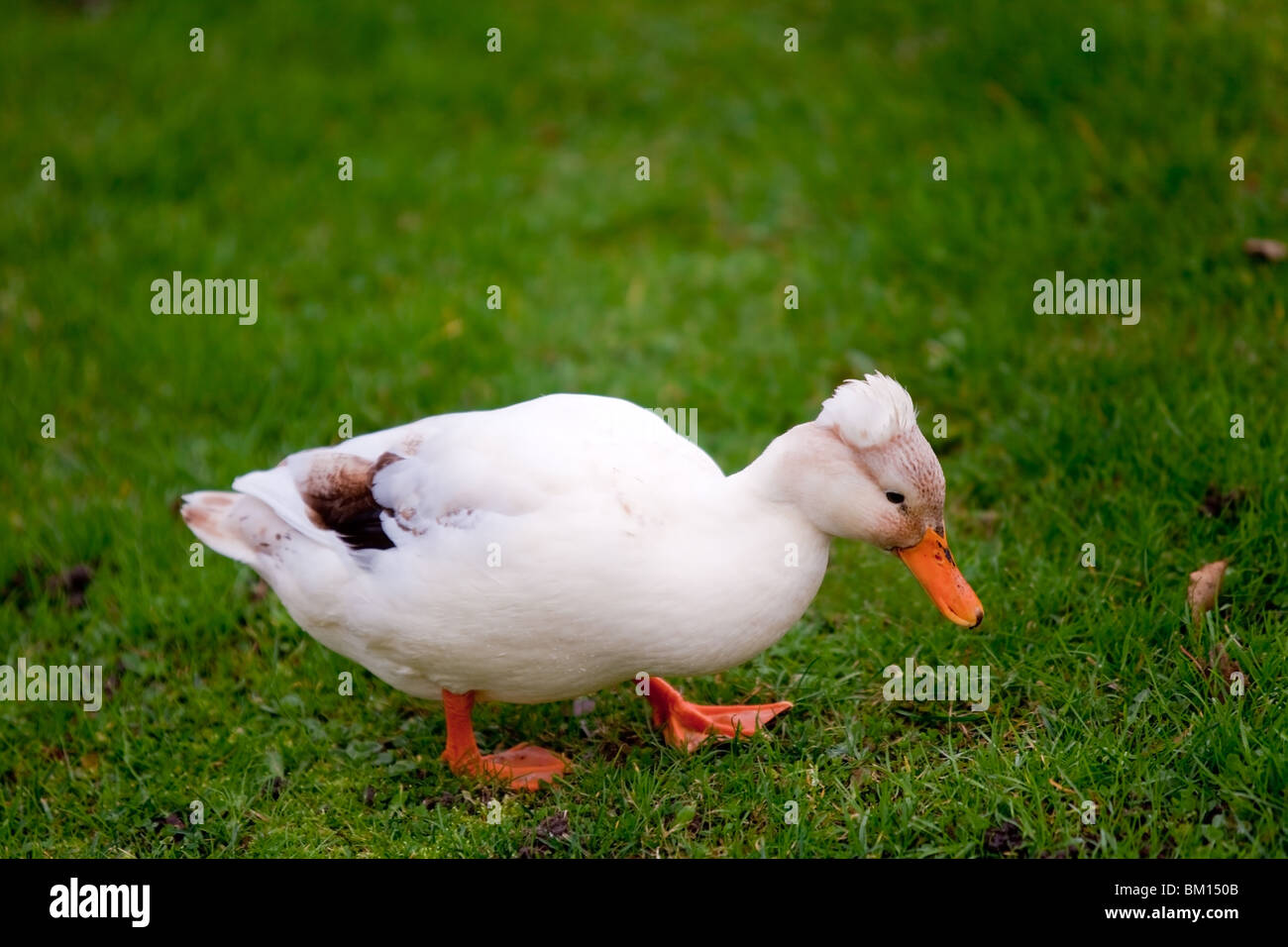 crested white duck walking on green grass Stock Photo Alamy