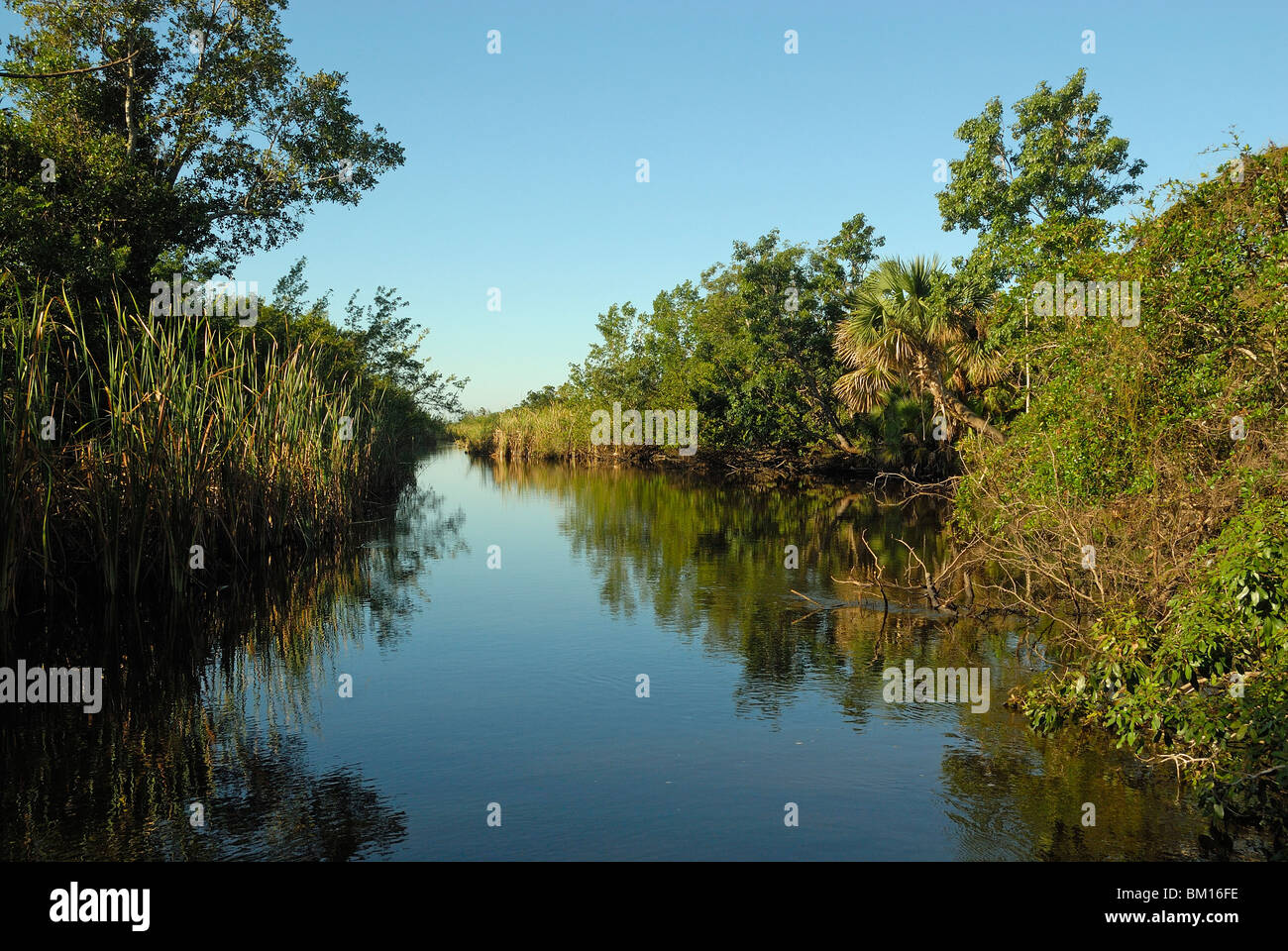 Rio Hatiguanico, Cienaga de Zapata National Park, Cuba, West Indies, Central America Stock Photo