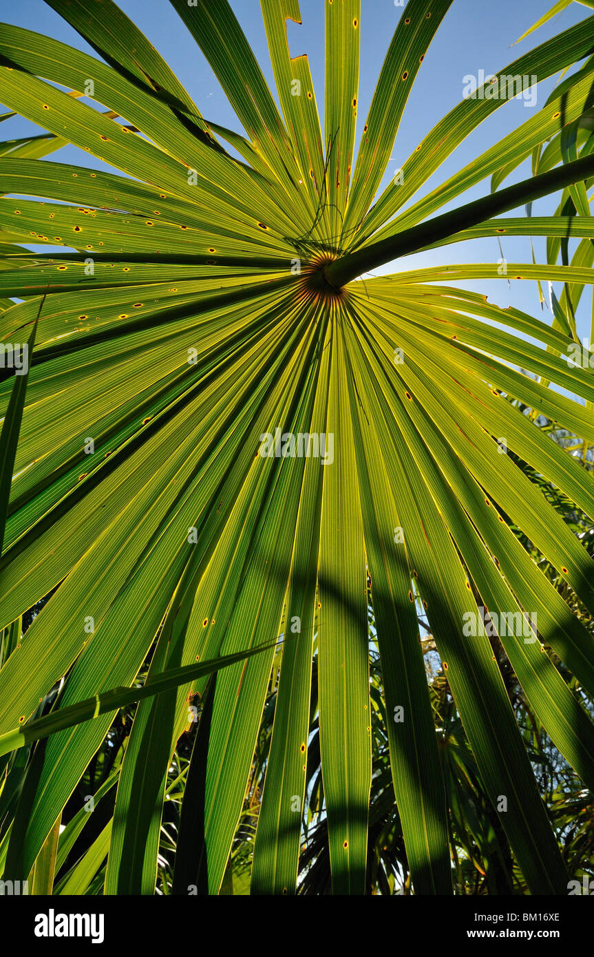 Coccothrinax sp., Cienaga de Zapata National Park, Cuba, West Indies, Central America Stock Photo