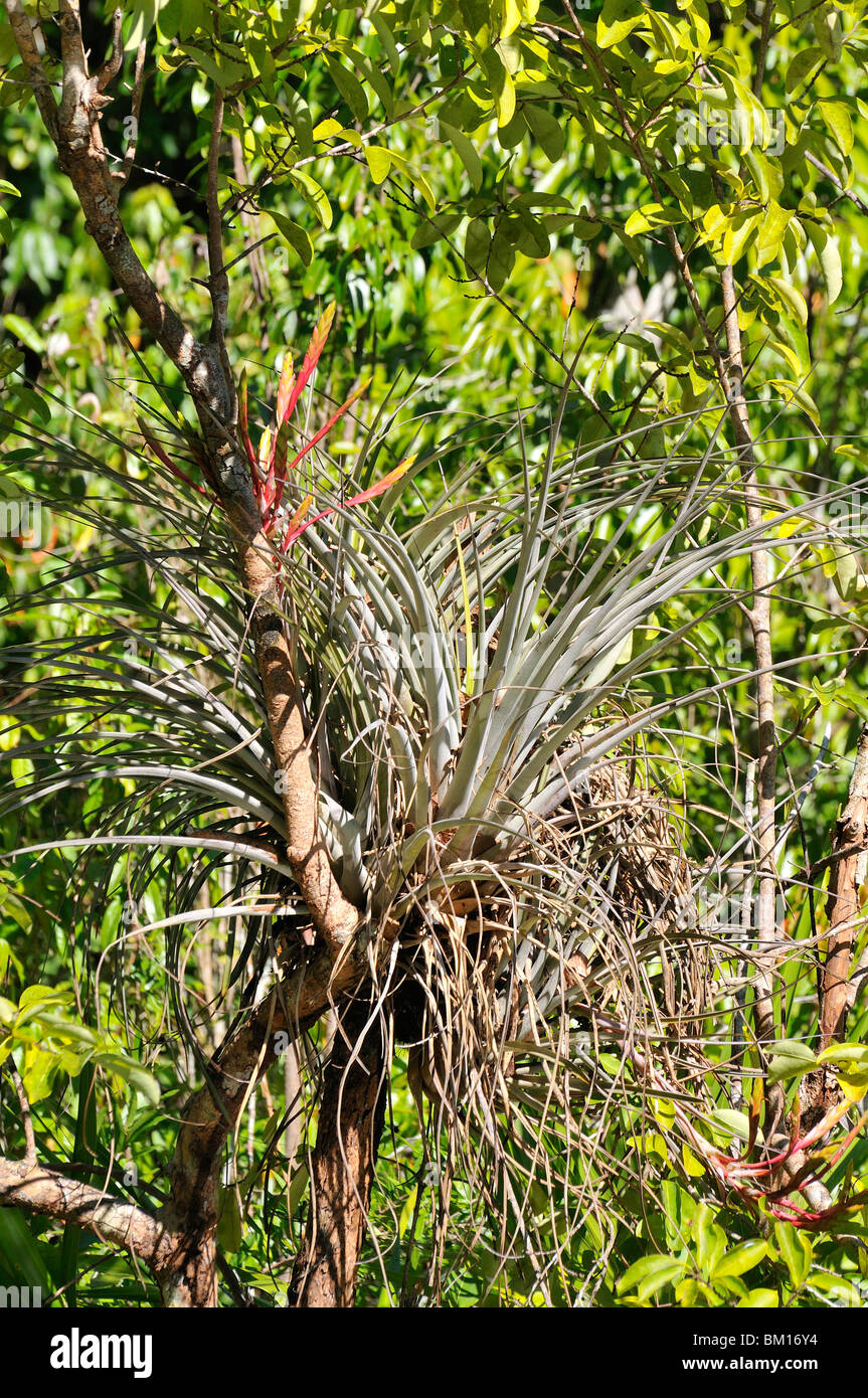 Bromeliacea, Cienaga de Zapata National Park, Cuba, West Indies, Central America Stock Photo