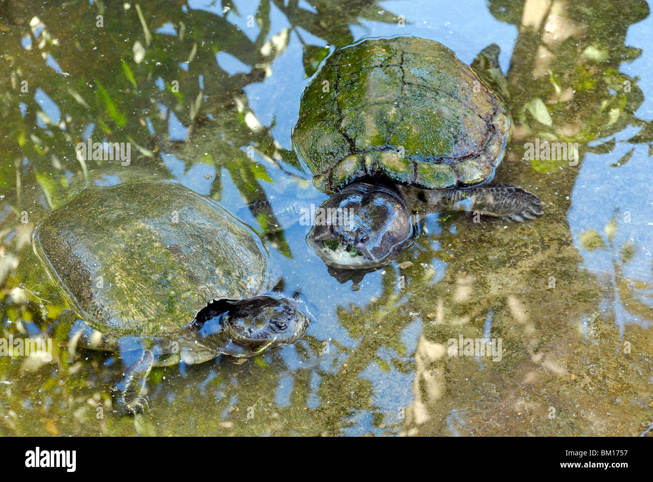 Turtles, Cienaga de Zapata National Park, Cuba, West Indies, Central America Stock Photo