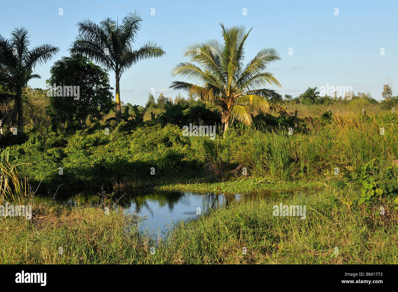 Guamà, Cienaga de Zapata National Park, Cuba, West Indies, Central America Stock Photo