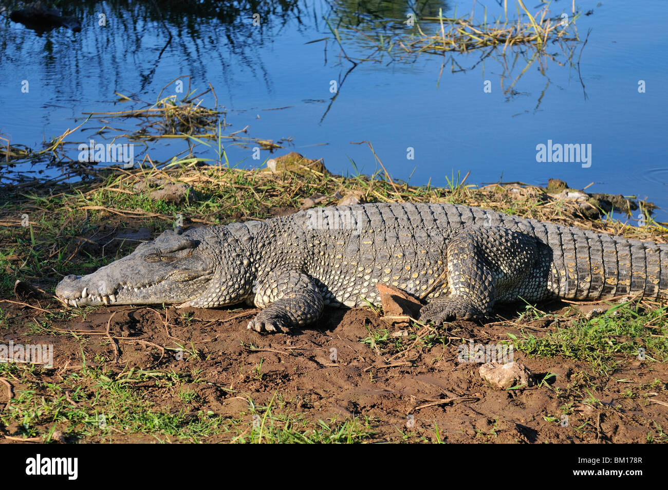 Crocodylus rhombifer, Cienaga de Zapata National Park, Cuba, West Indies, Central America Stock Photo