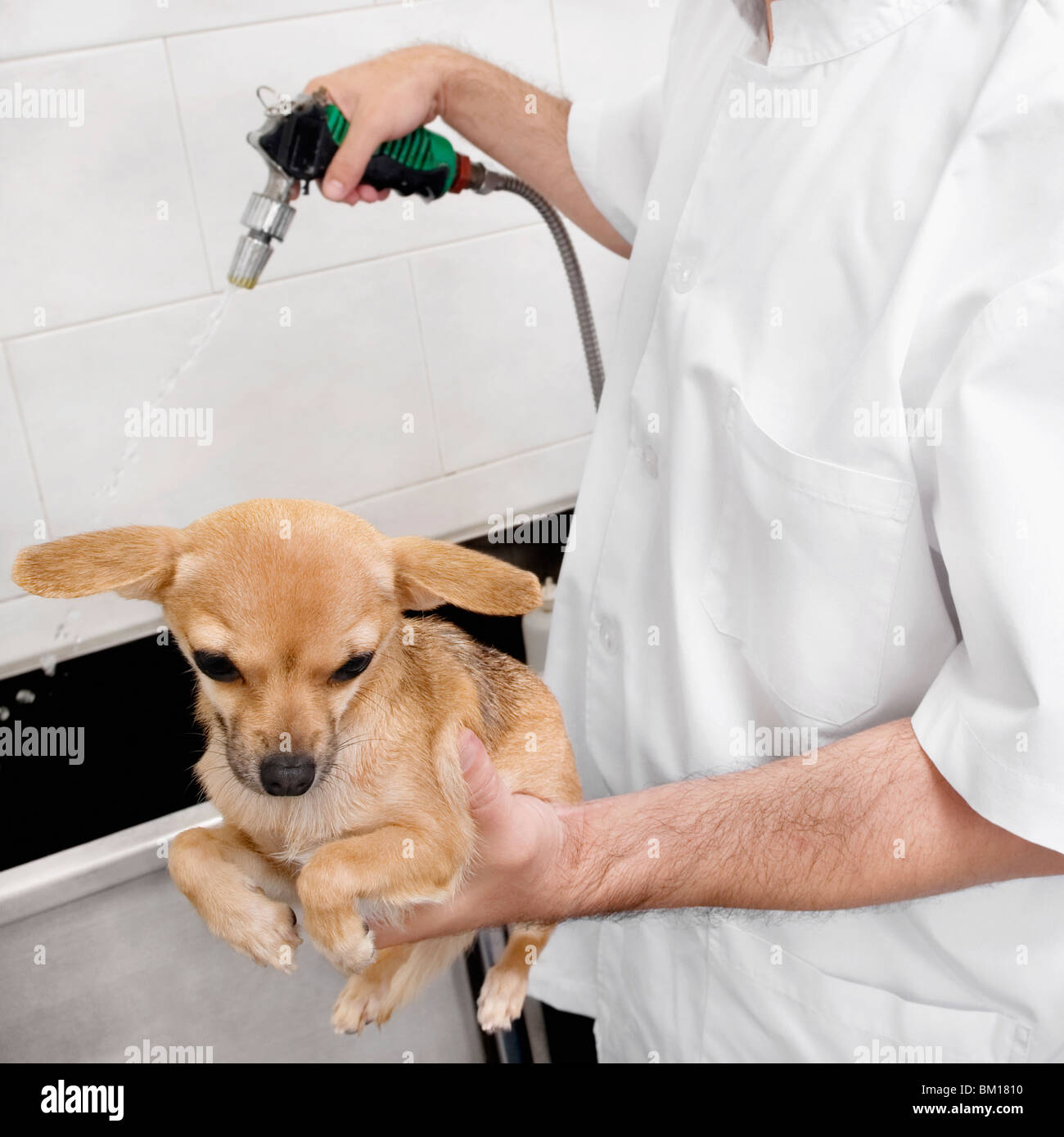 Vet washing a dog Stock Photo Alamy