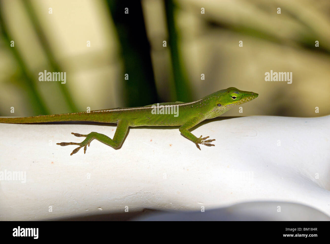 Lizard, Cienaga de Zapata National Park, Cuba, West Indies, Central America Stock Photo