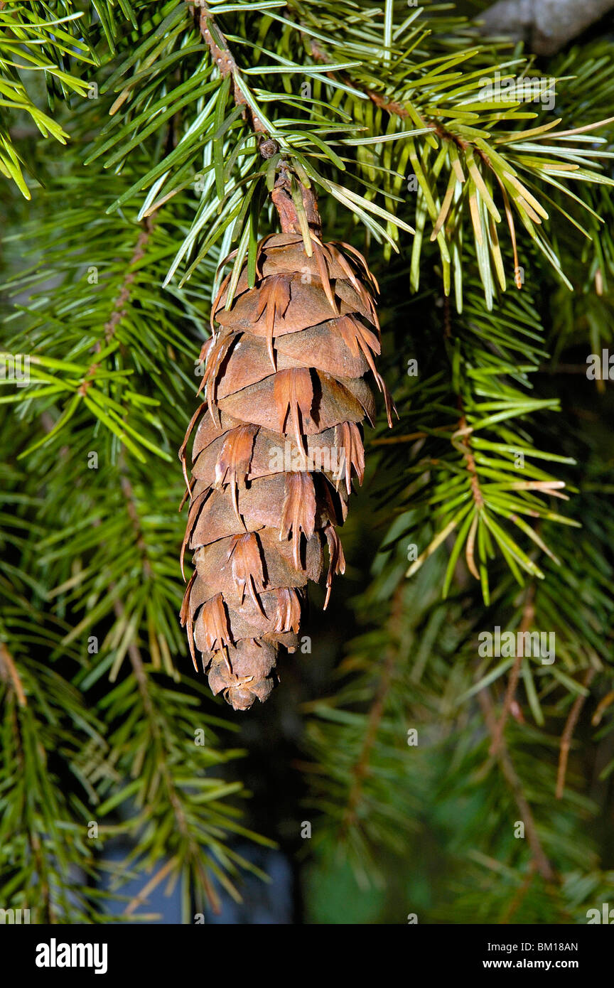 Cone, Pseudotsuga menziesii, Coast Douglas-fir Stock Photo
