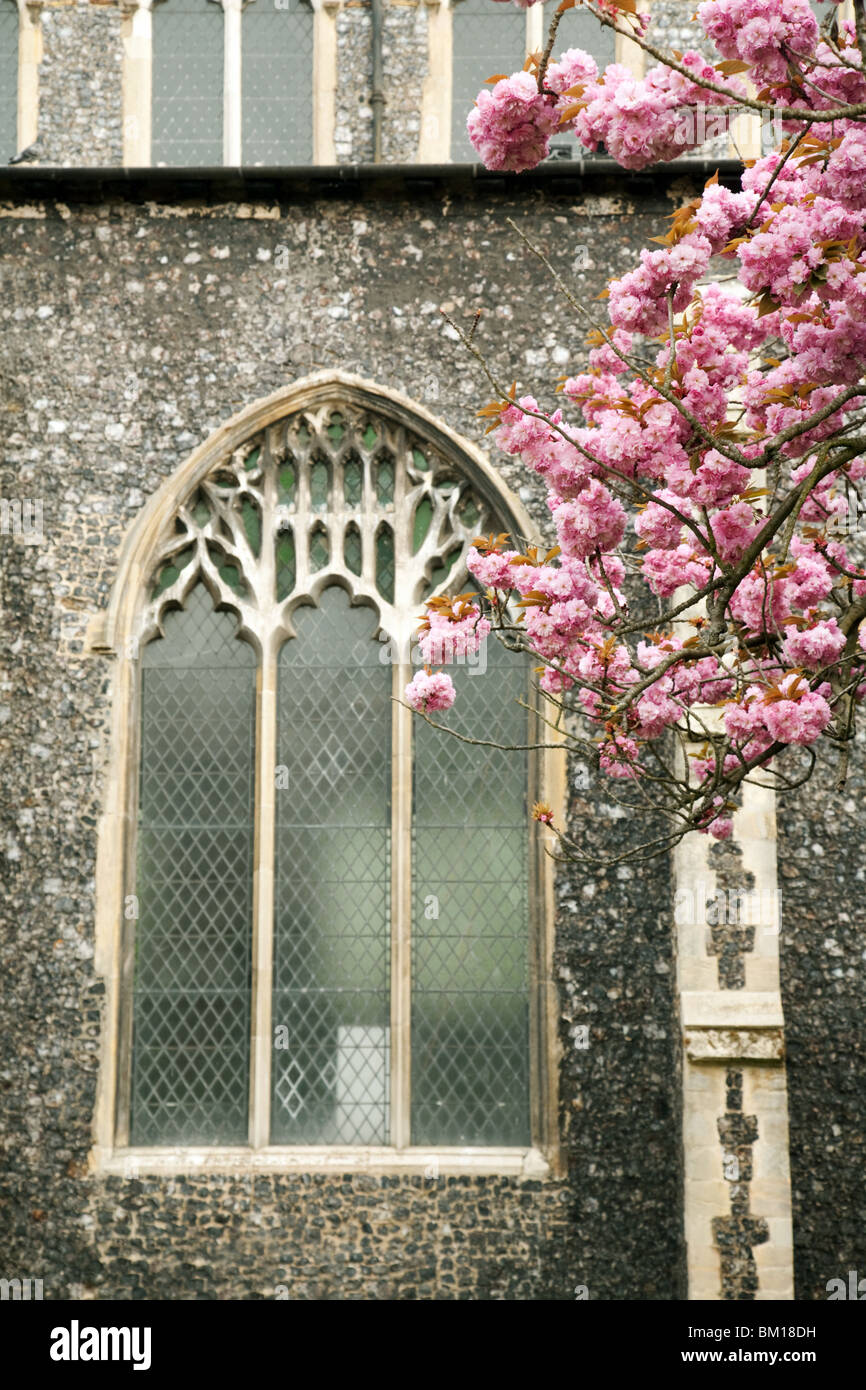 Spring cherry blossom against the arched windows of a church, Norwich, Norfolk, UK Stock Photo