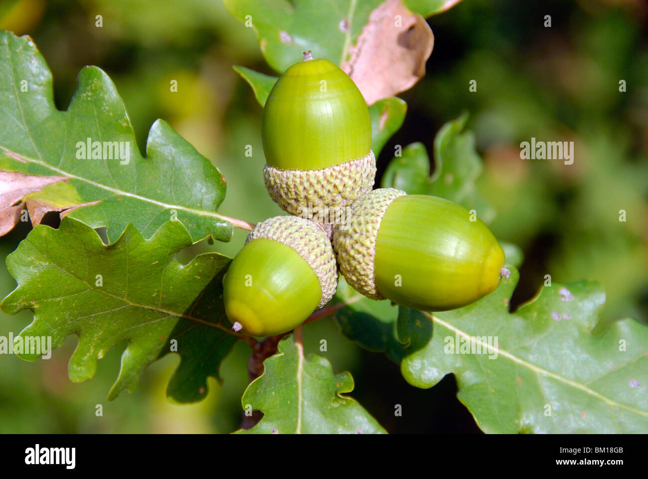 Quercus pubescens, Downy Oak acorn Stock Photo