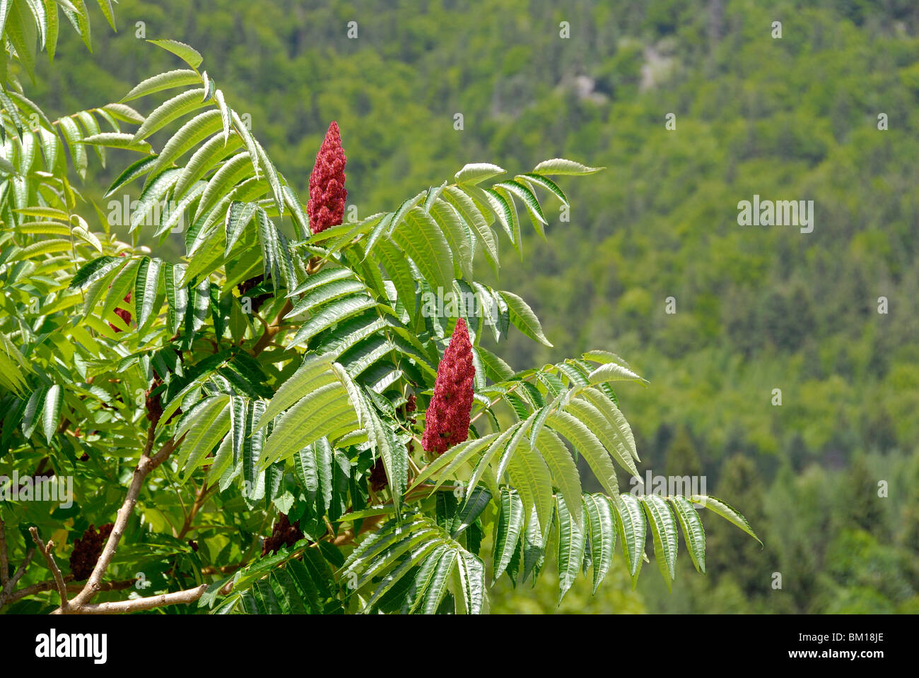 Rhus typhina, Staghorn Sumac flower Stock Photo Alamy