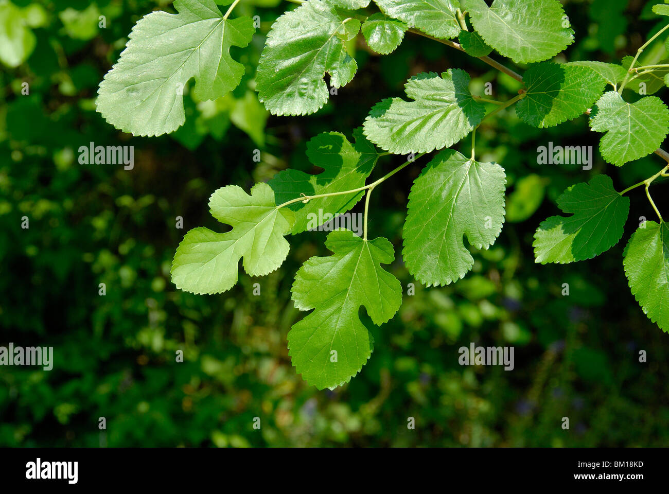 Morus alba, white mulberry leaves Stock Photo