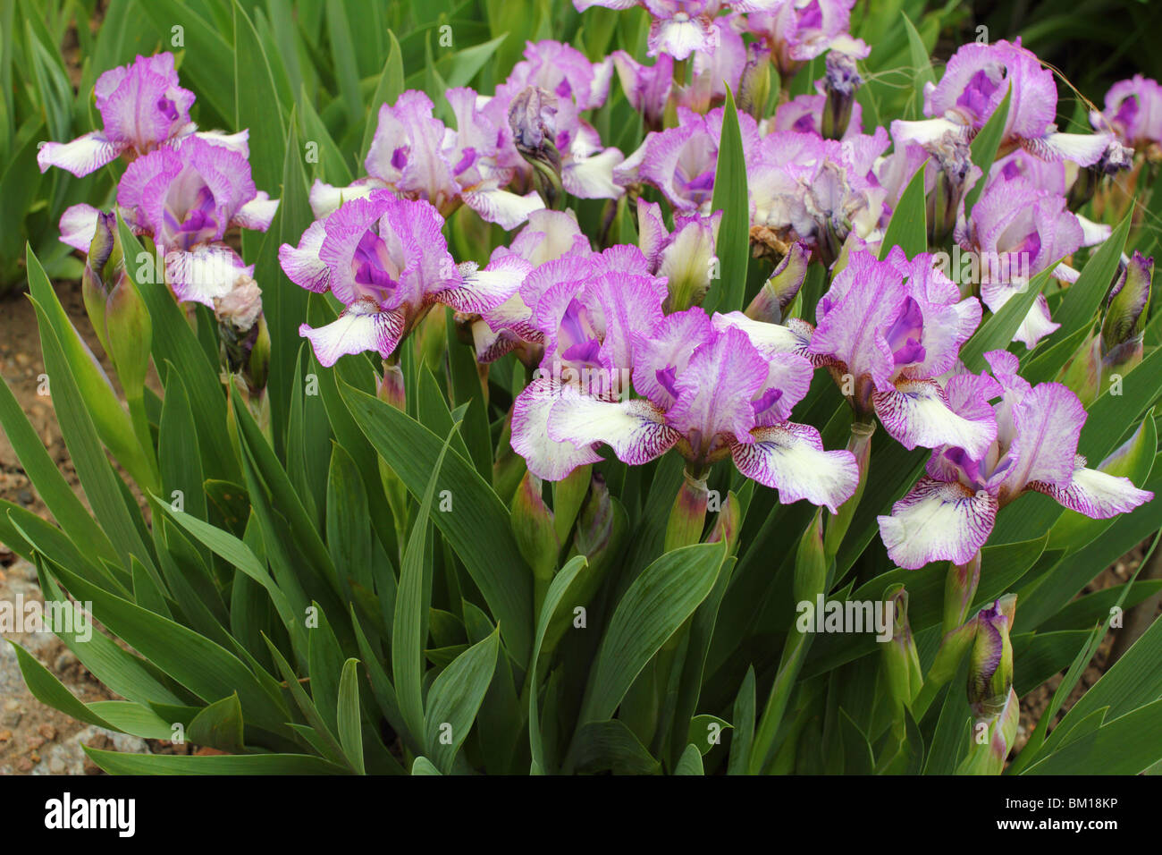 Violet white Iris 'Pixie delight' flowers close up Stock Photo