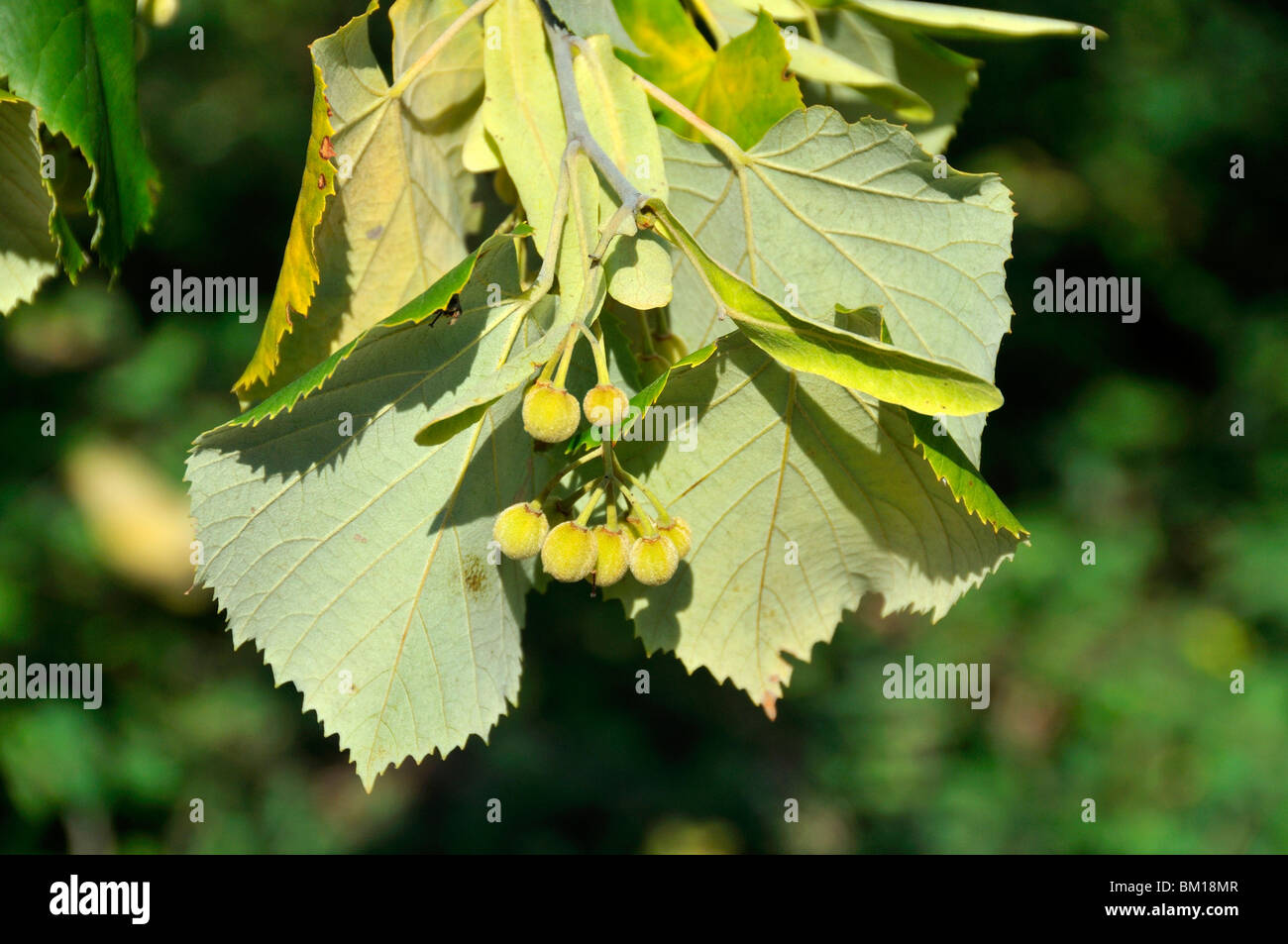 Tilia sp hi-res stock photography and images - Alamy