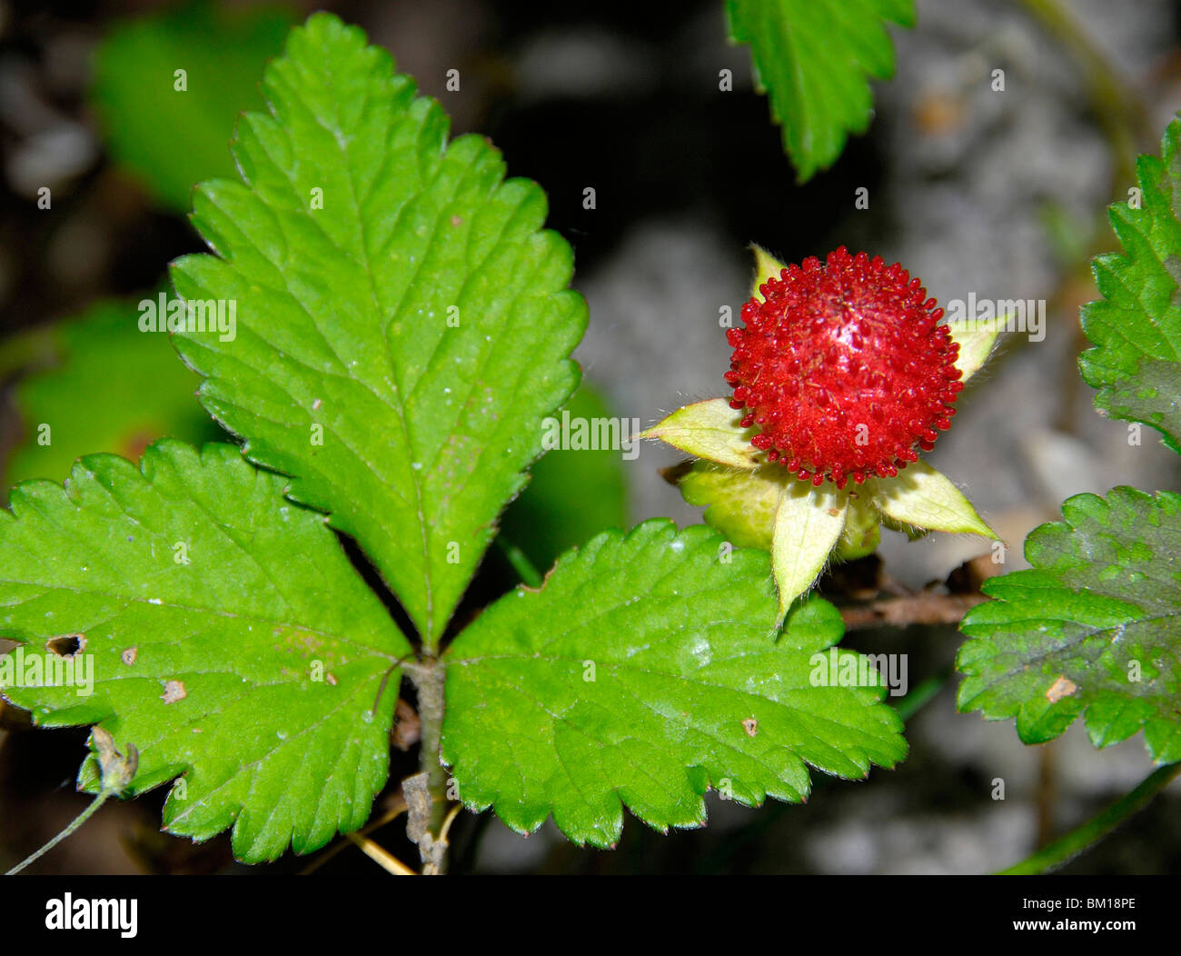 Fragaria indica, Mock strawberry Stock Photo