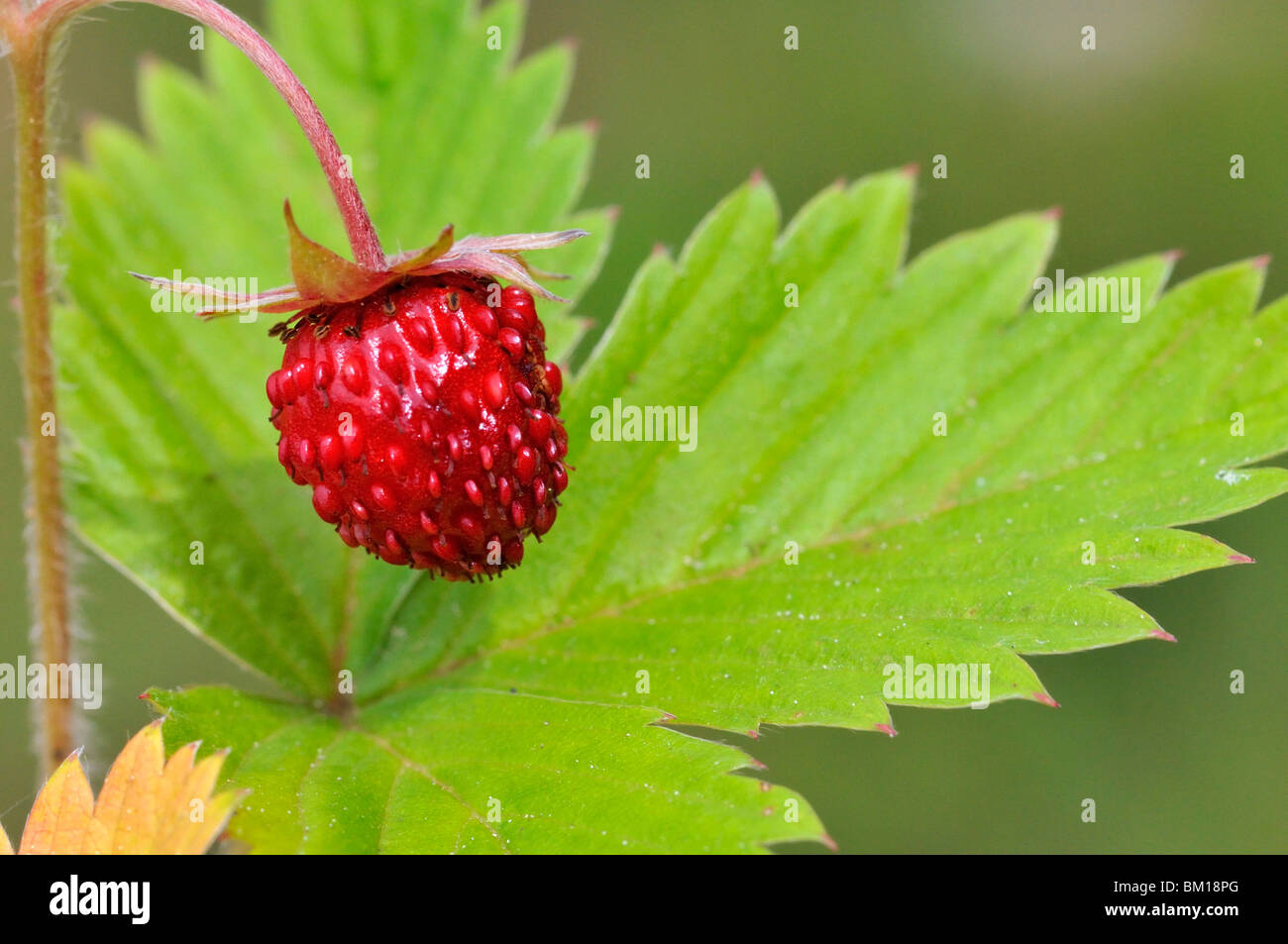 Fragaria vesca, woodland strawberry Stock Photo - Alamy