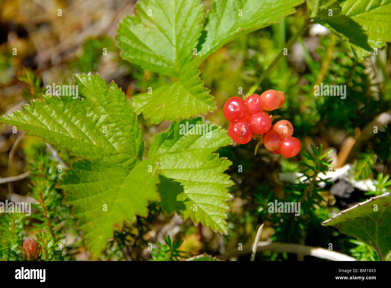 Rubus saxatilis, Stone Bramble Stock Photo