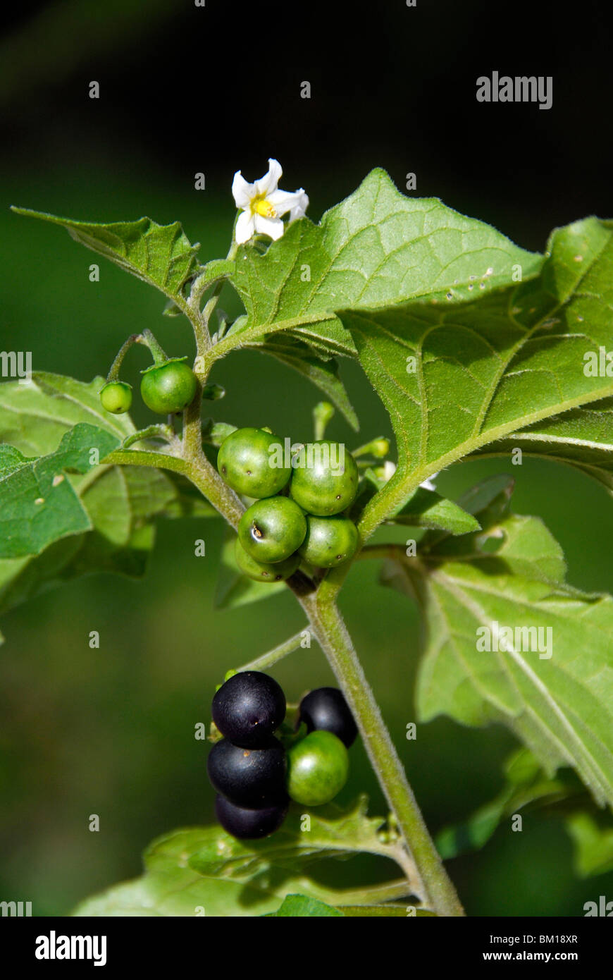 Solanum nigrum, European Black Nightshade berries Stock Photo