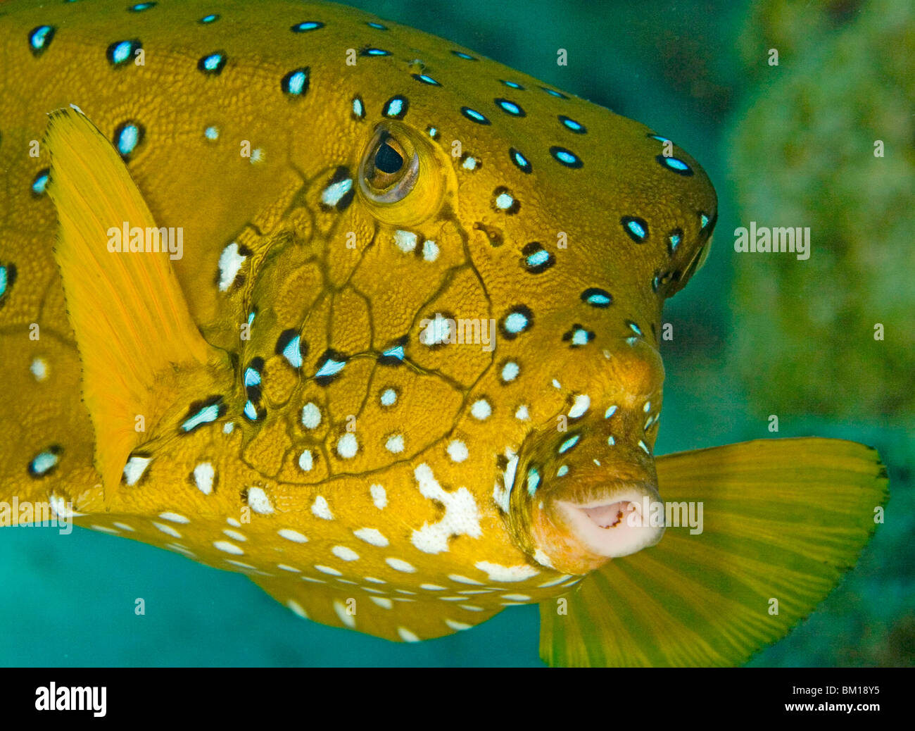 A Yellow Boxfish, Ostracion Cubicus, approaches in Eilat, Isreal, in the Red Sea Stock Photo