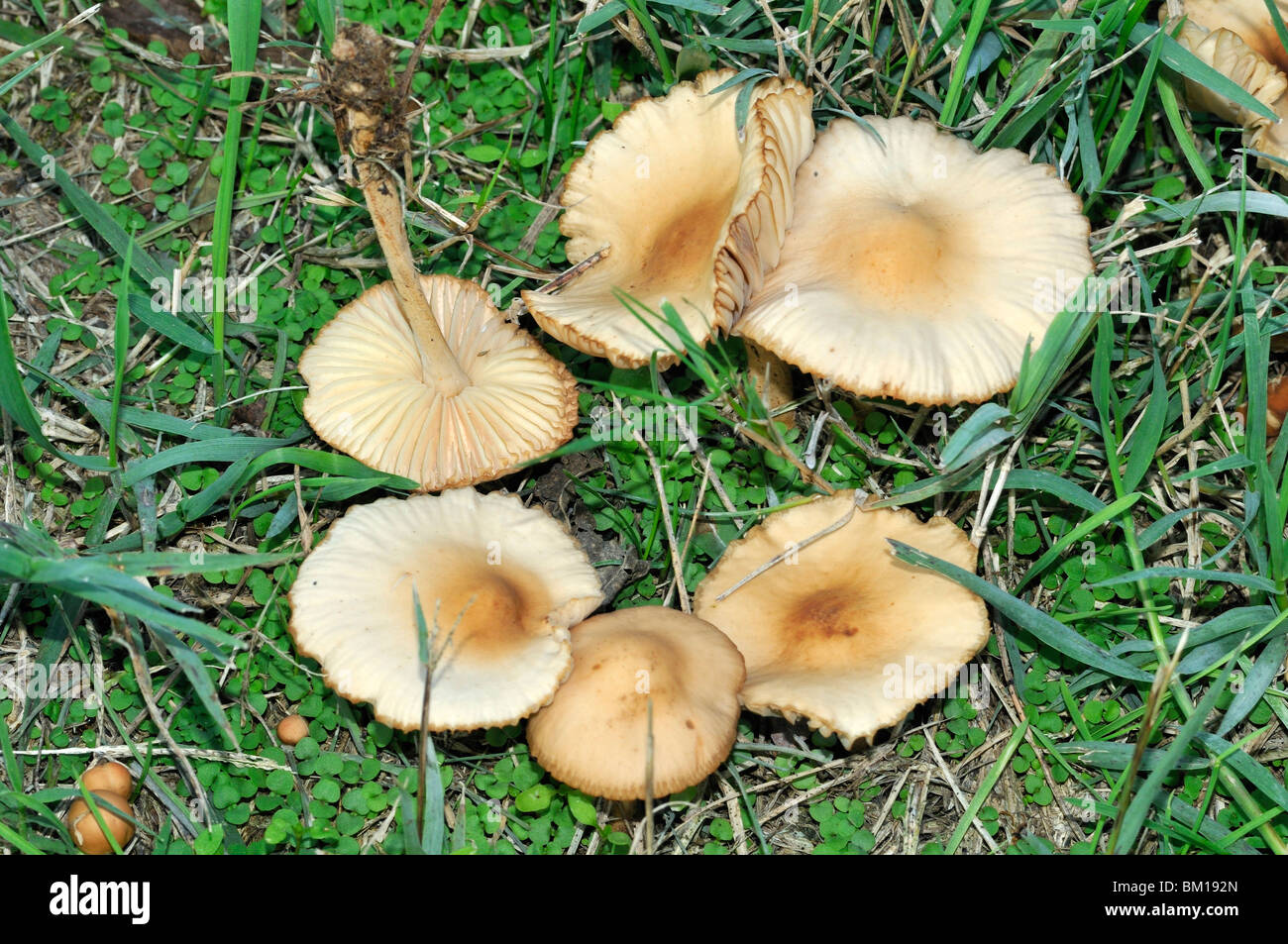 Marasmius oreades, scotch bonnet or fairy ring mushroom Stock Photo