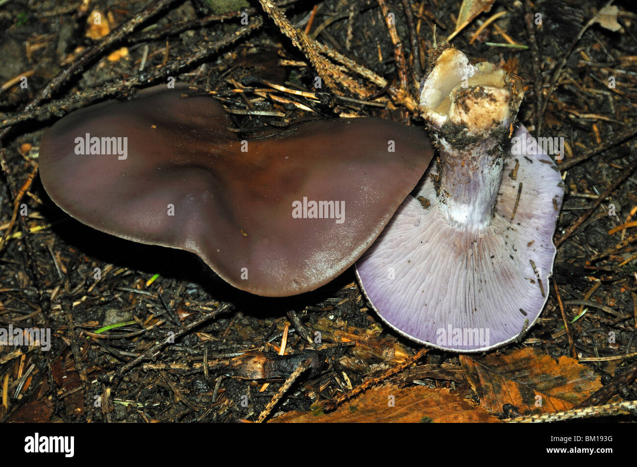 Clitocybe nuda, wood blewit Stock Photo