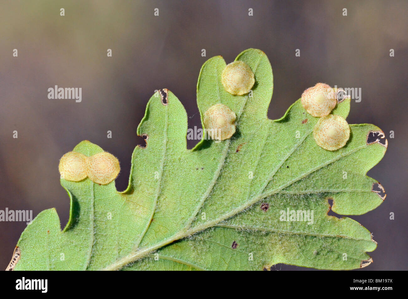Neuroterus quercusbaccarum, Common Spangle galls on a leaf Stock Photo