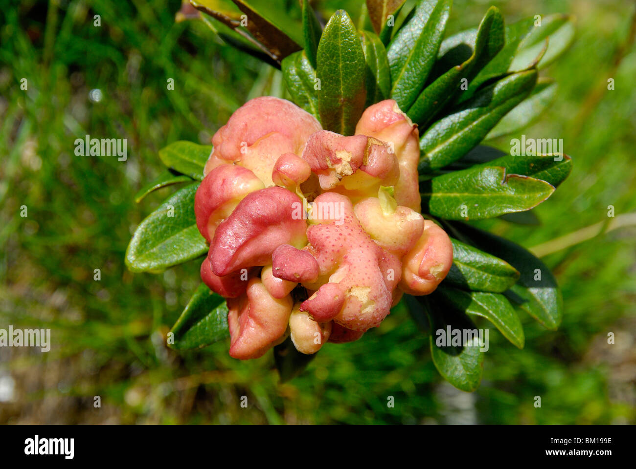 Exobasidium rhododendri gall on Rhododendron Stock Photo