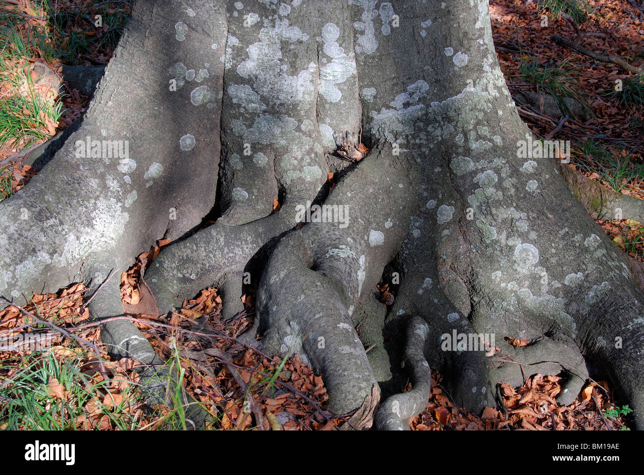 Beech tree with lichens Stock Photo
