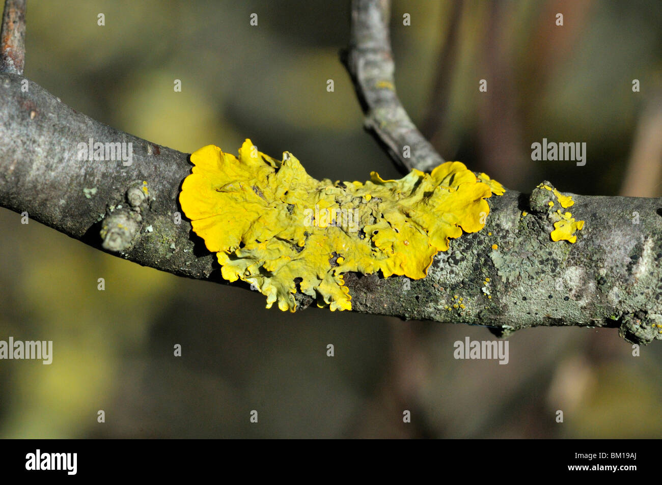 Lichen on branch Stock Photo