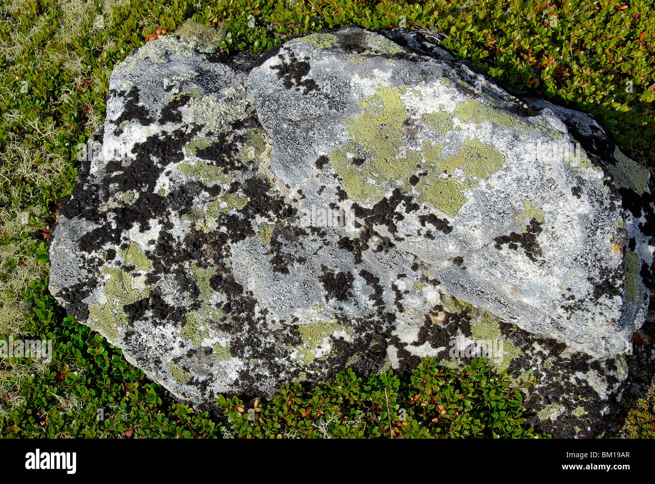 Lichen on rock Stock Photo
