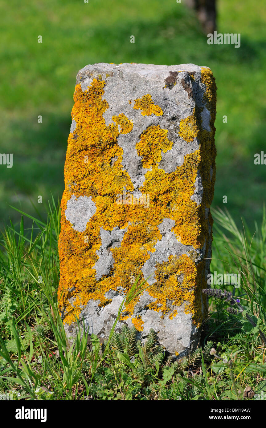 Lichen on stone Stock Photo