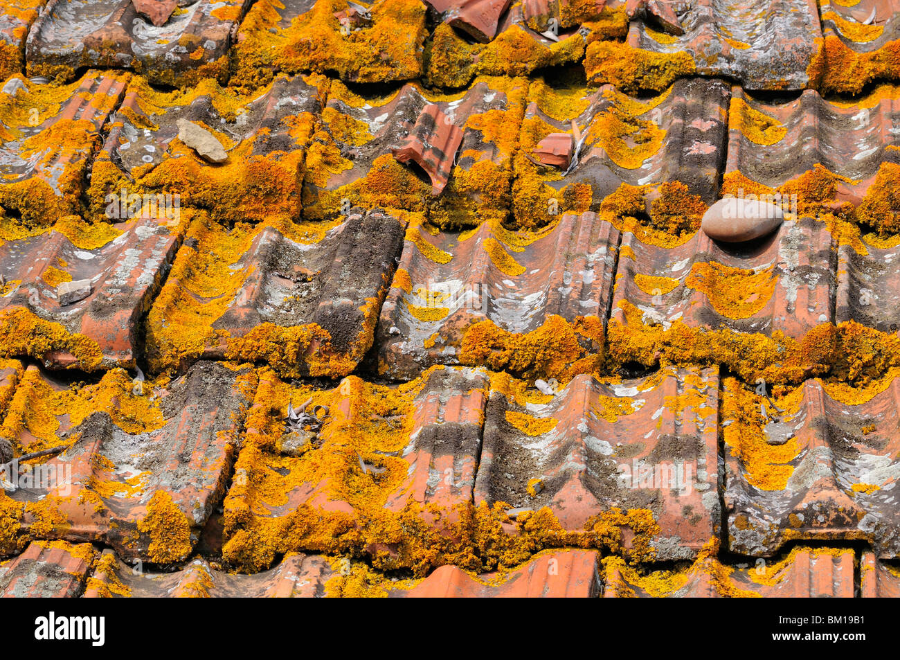 Lichen on ridge tile Stock Photo