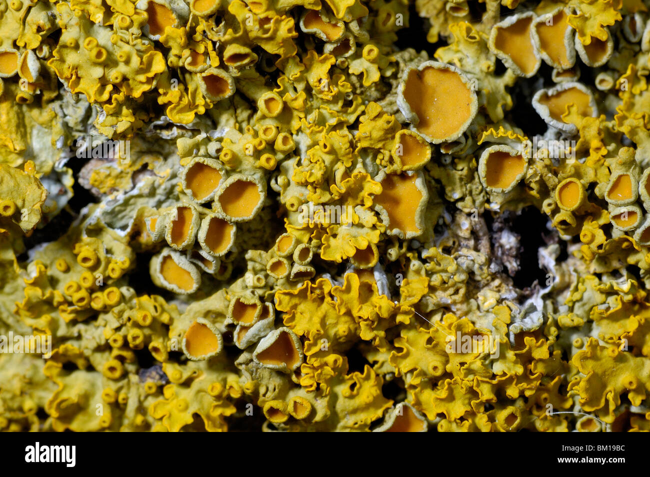 Crustose lichens Stock Photo