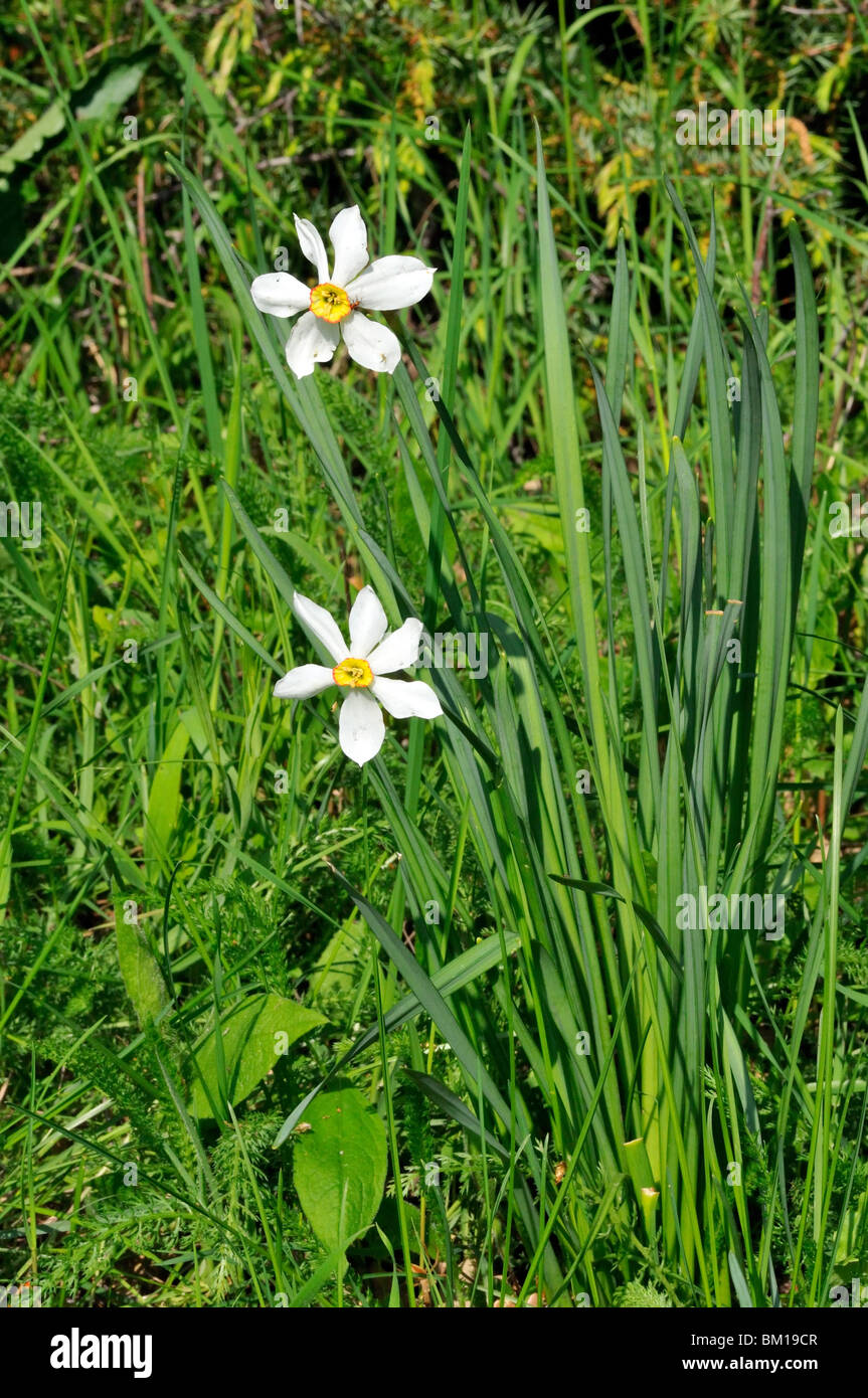 Narcissus radiiflorus Stock Photo